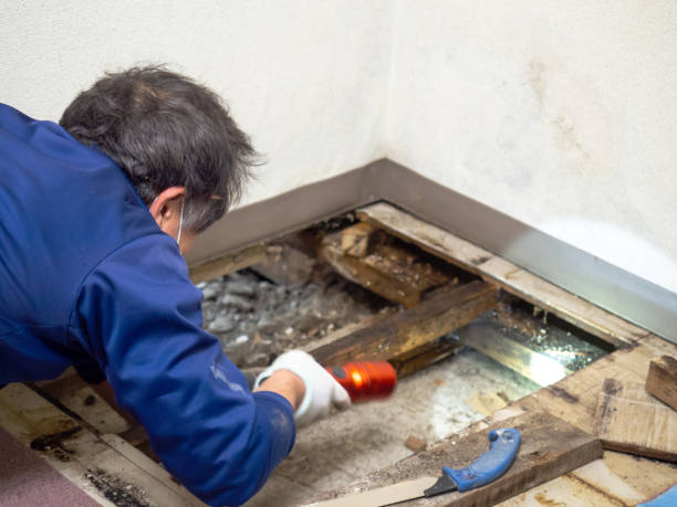 Best Localized Mold Remediation (e.g., coastal areas, humid climates) in Claxton, GA