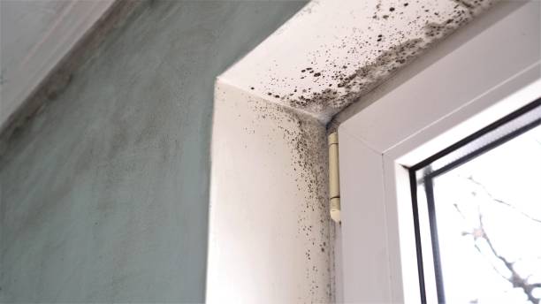 Best Mold Remediation for Specific Building Types in Claxton, GA