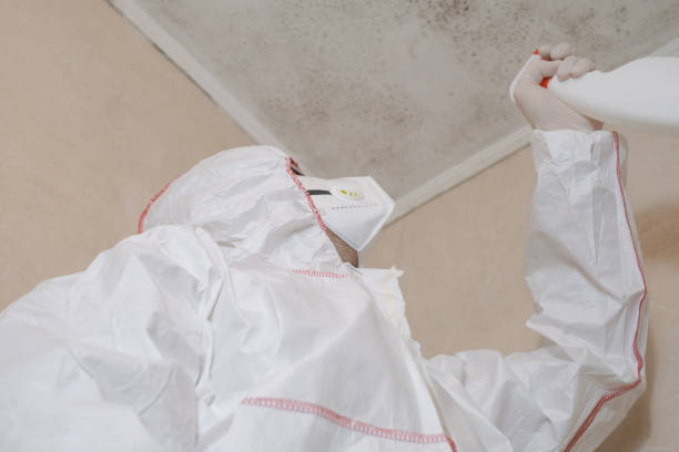 Trusted Claxton, GA Mold Remediation Experts