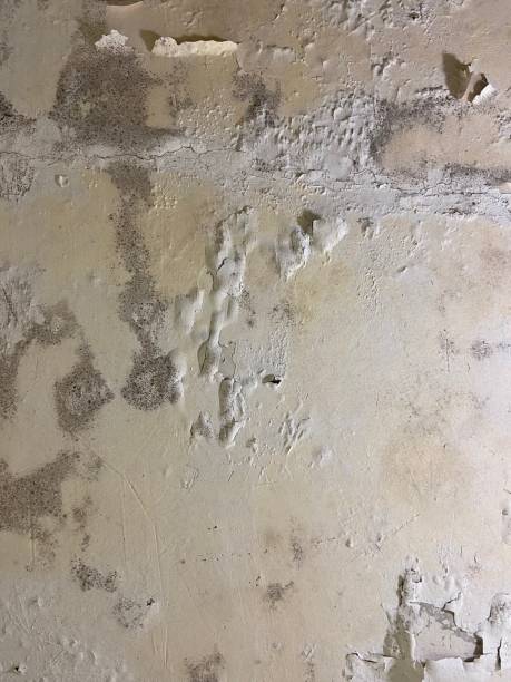 Best Black Mold Remediation in Claxton, GA
