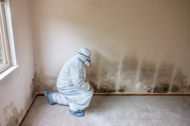 Best Localized Mold Remediation (e.g., coastal areas, humid climates) in Claxton, GA