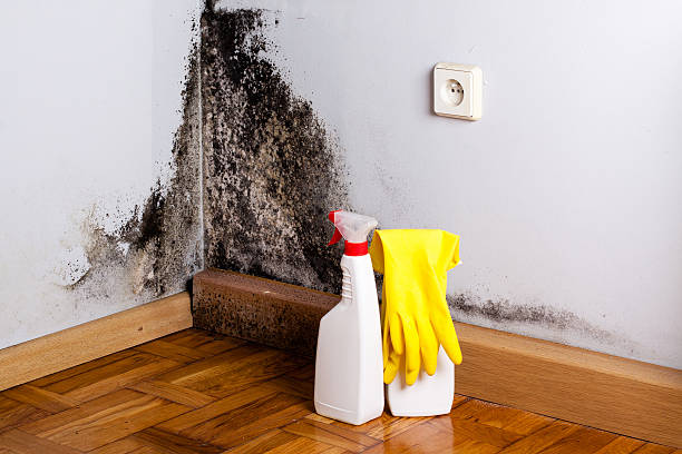 Best Residential Mold Remediation in Claxton, GA
