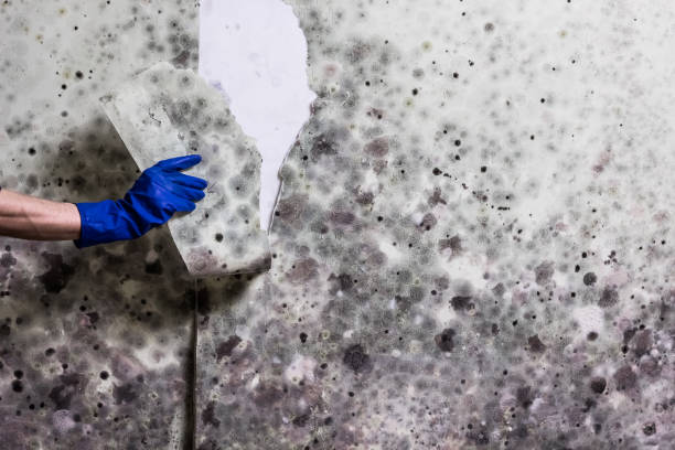 Best Mold Remediation for Schools in Claxton, GA