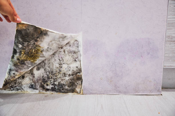 Best Basement Mold Remediation in Claxton, GA